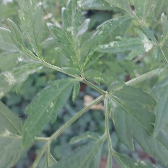 Cardiospermum halicacabum Blad