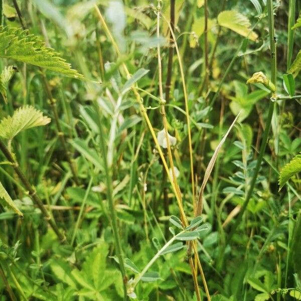 Vicia grandiflora Deilen