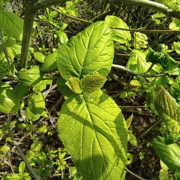 Viburnum lantana Hoja