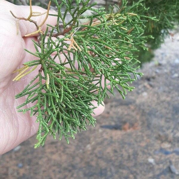 Juniperus canariensis Leaf