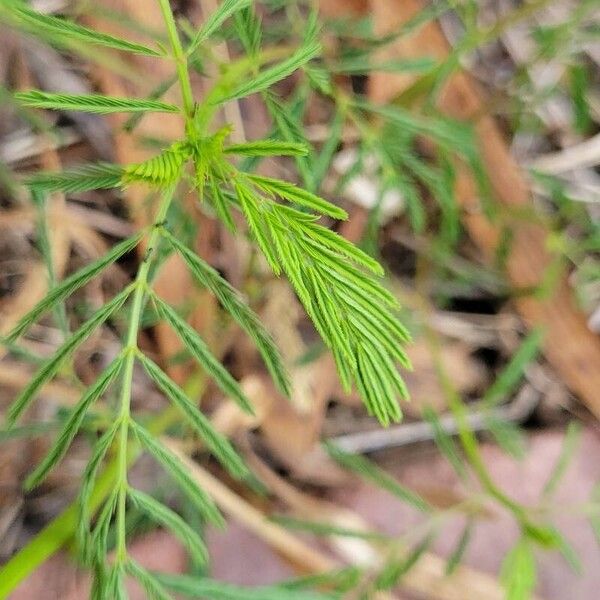 Mimosa quadrivalvis Foglia