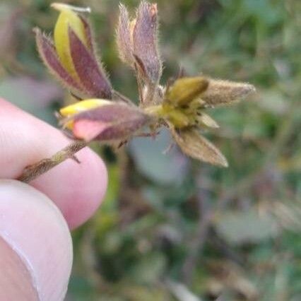 Crotalaria retusa Λουλούδι