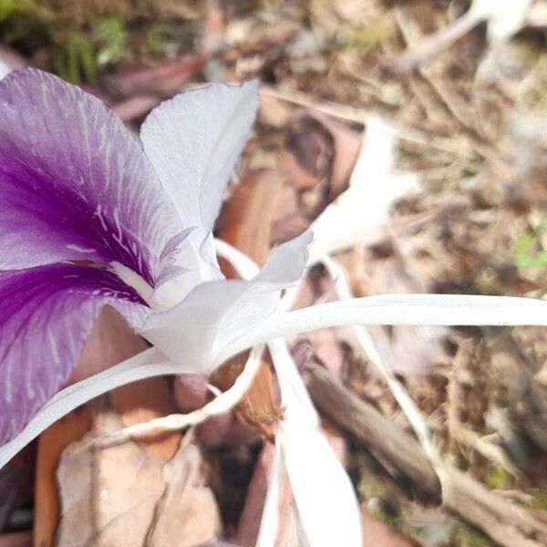 Kaempferia rotunda Flower