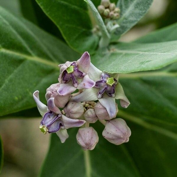 Calotropis gigantea പുഷ്പം