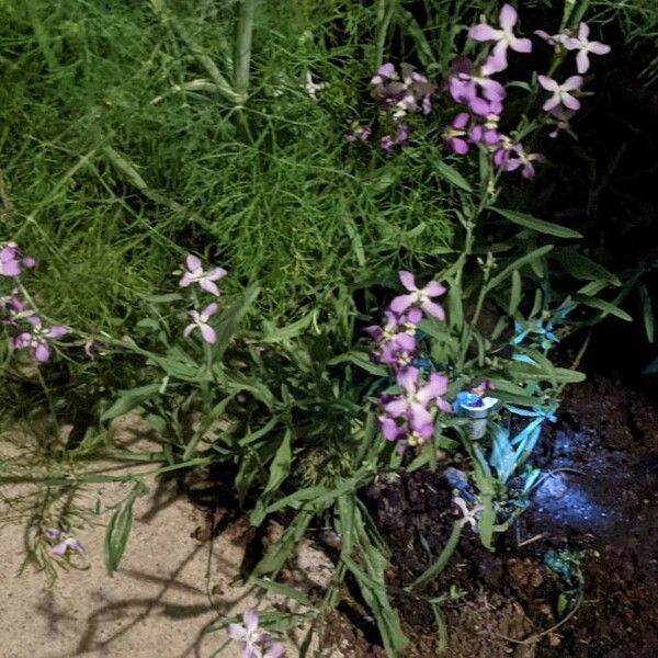 Matthiola longipetala Flor