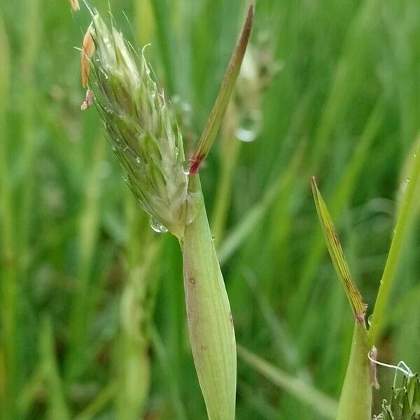 Alopecurus rendlei Deilen