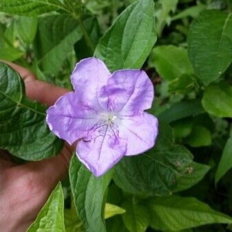 Ruellia strepens Flower