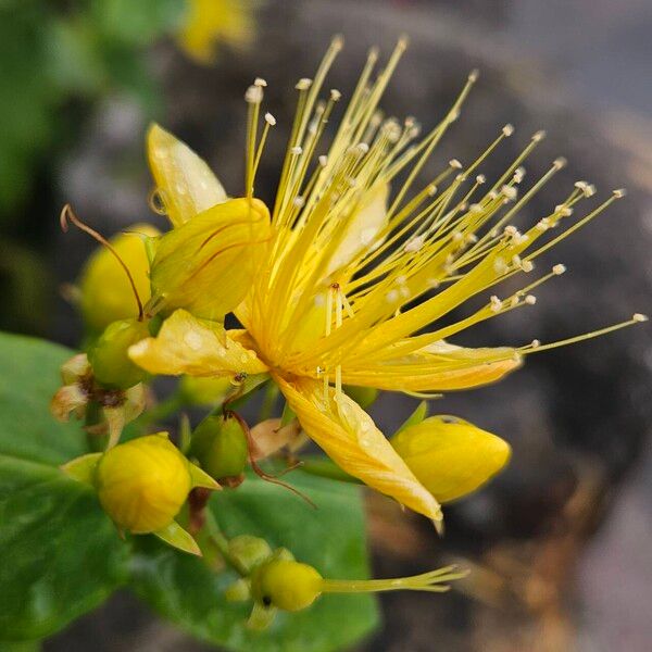 Hypericum hircinum പുഷ്പം