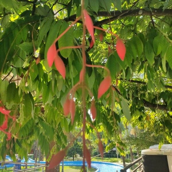 Amherstia nobilis Lorea