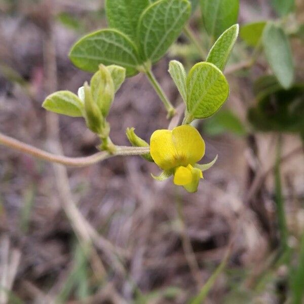 Cajanus scarabaeoides ফুল