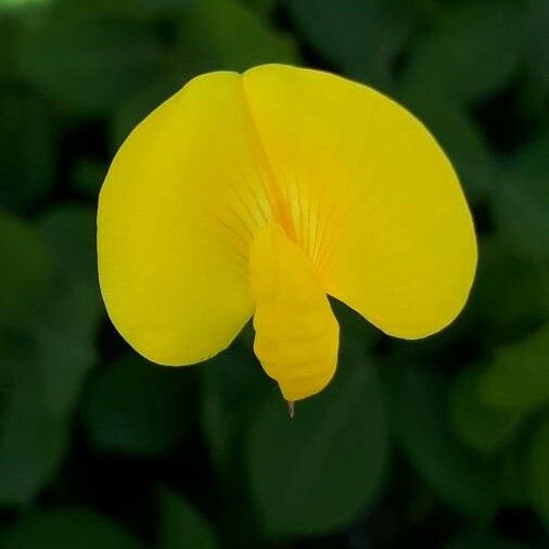 Arachis hypogaea Flors