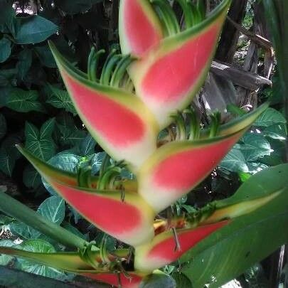 Heliconia wagneriana Bloem