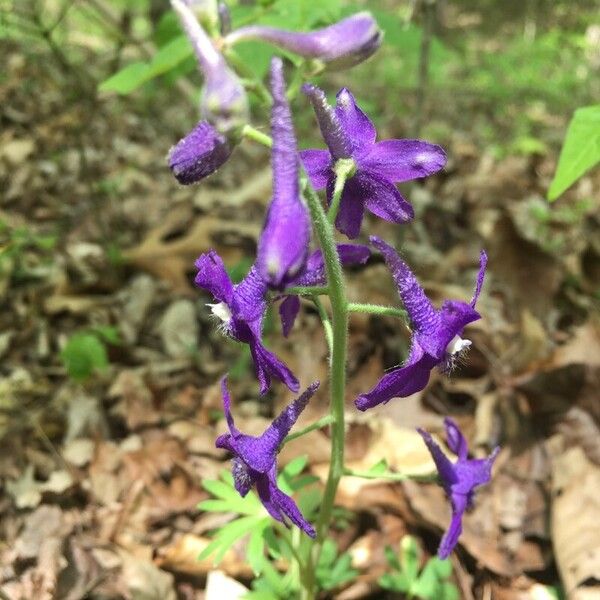 Delphinium tricorne Žiedas