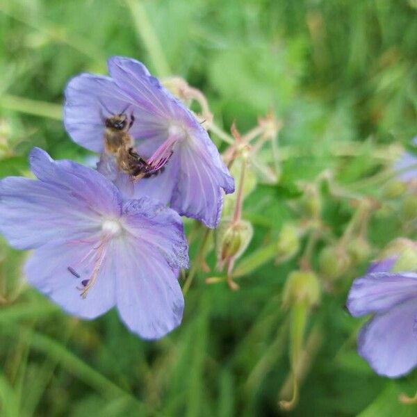 Geranium pratense Blüte