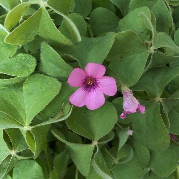 Oxalis debilis Flower