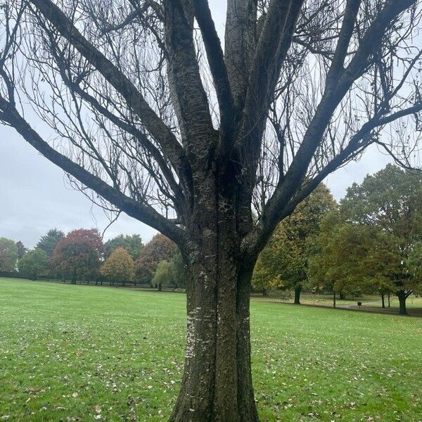 Populus alba Yeri