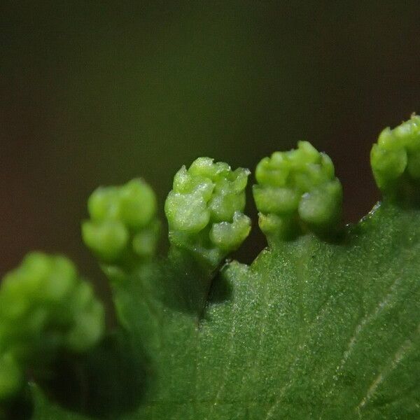 Lygodium microphyllum Folio