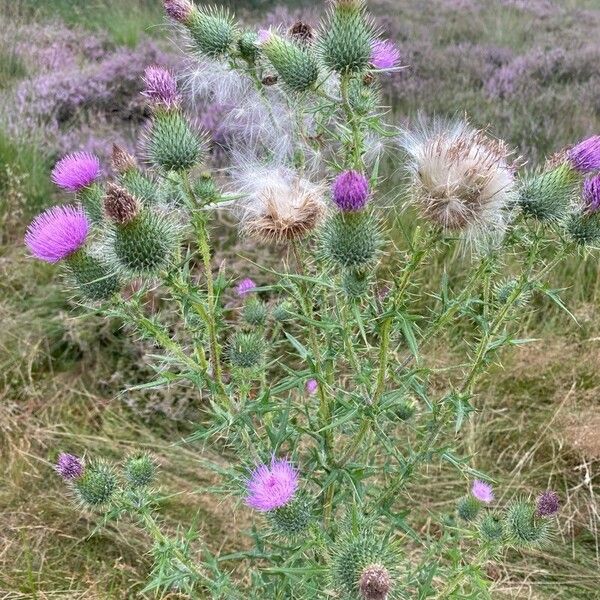 Cirsium vulgare Flower