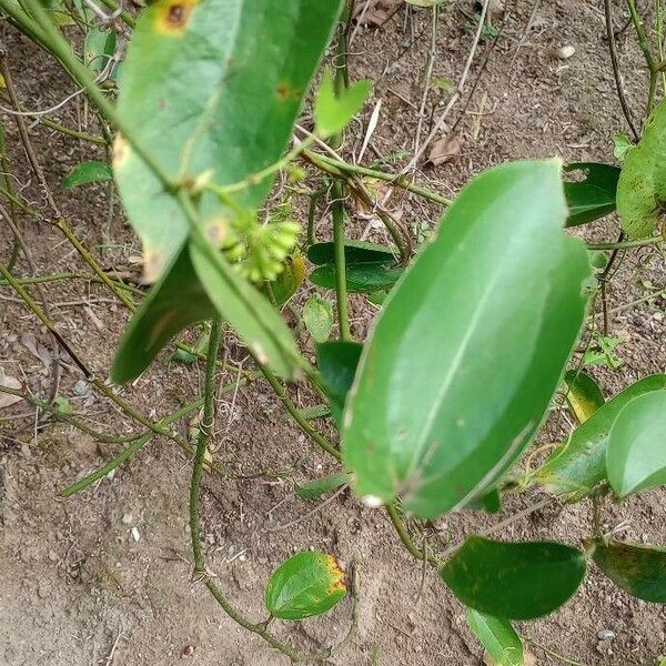 Smilax fluminensis ഇല