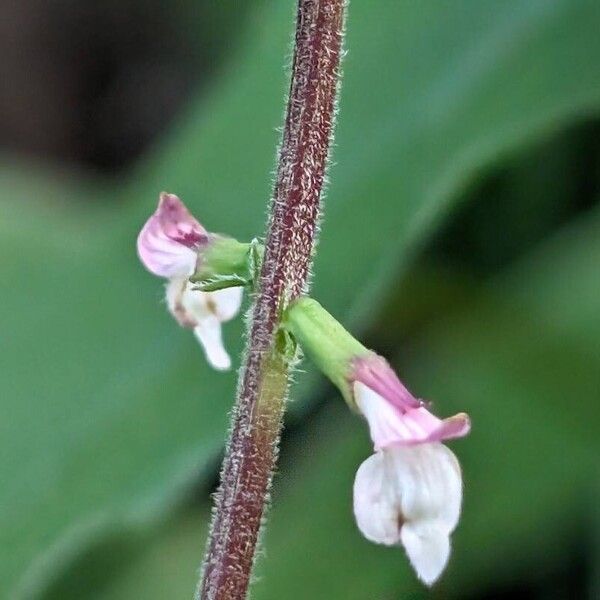 Phryma leptostachya Flower