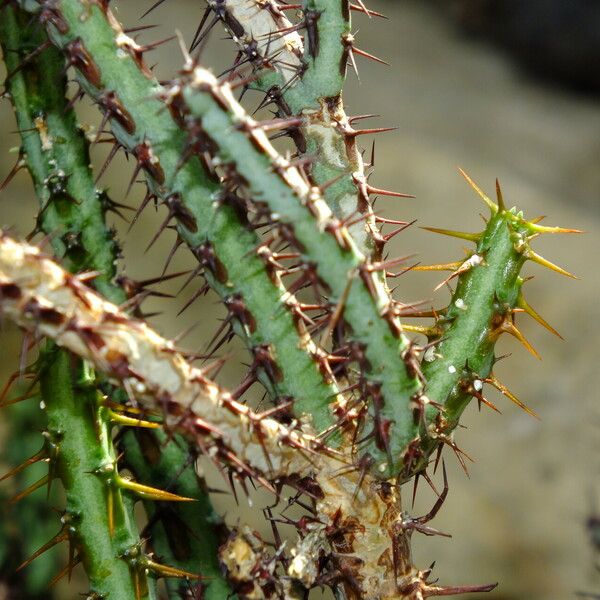 Euphorbia aeruginosa Blatt