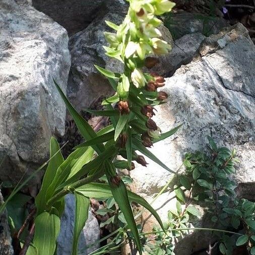 Epipactis muelleri Flor