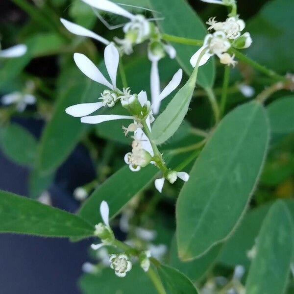 Chamaesyce hypericifolia Blomma
