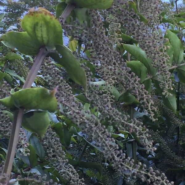 Coriaria ruscifolia Hábito