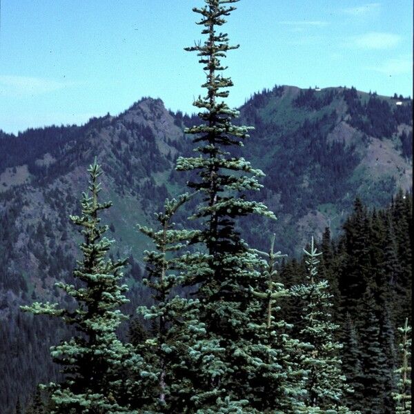 Abies lasiocarpa Pokrój