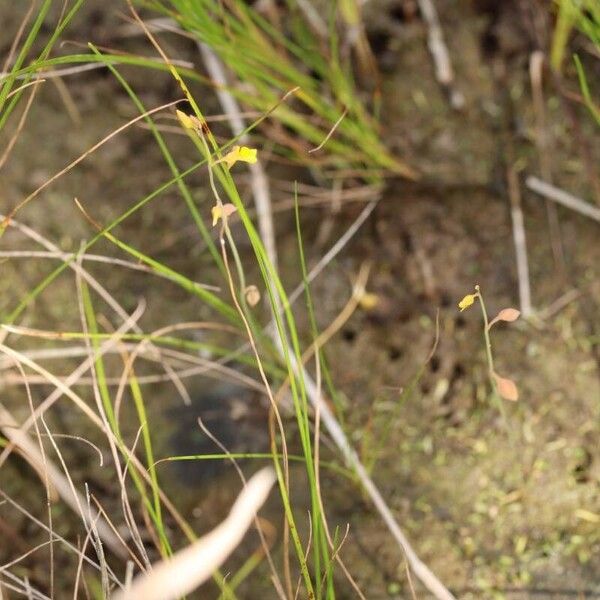 Utricularia bifida Fiore