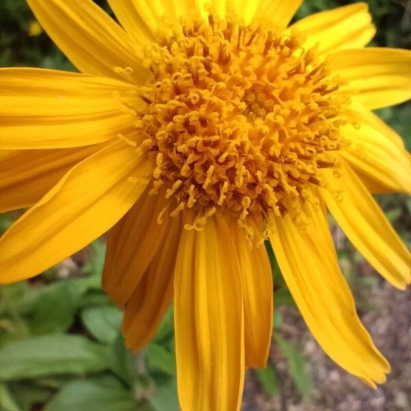 Arnica montana Flower