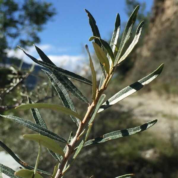 Hippophae rhamnoides Muu