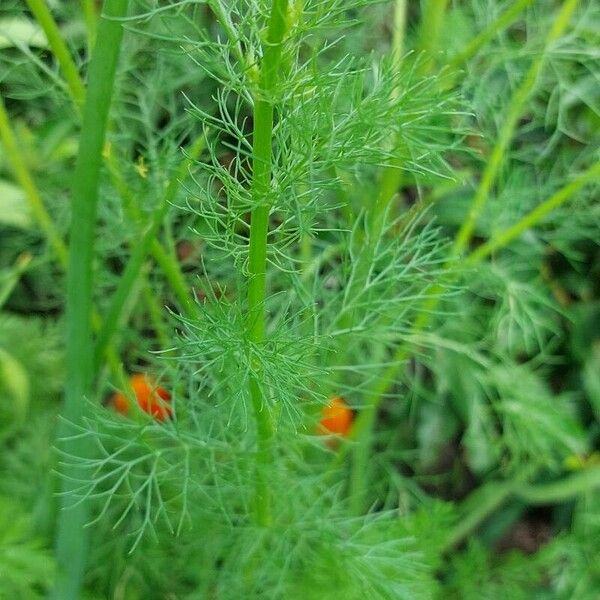 Tripleurospermum inodorum Leaf