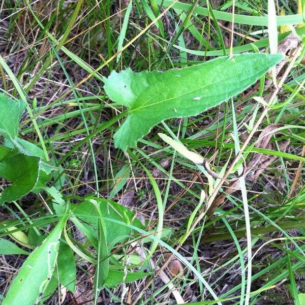 Viola sagittata Habit