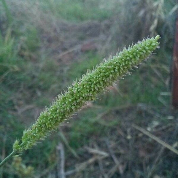 Setaria verticillata Vrucht