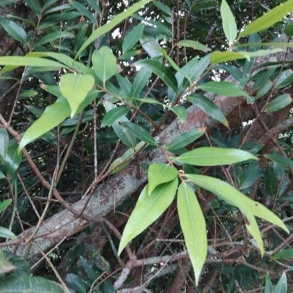 Syzygium jambos Feuille