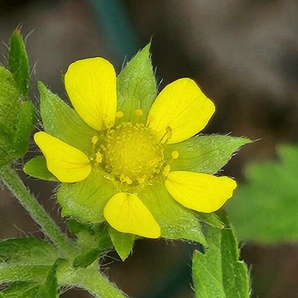 Potentilla norvegica Flower