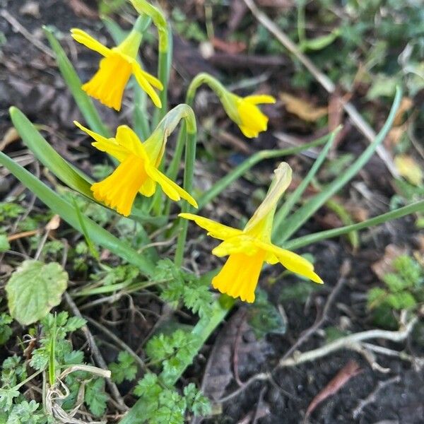 Narcissus minor Flower