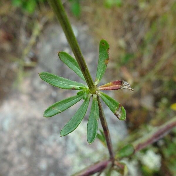 Galium album Blatt