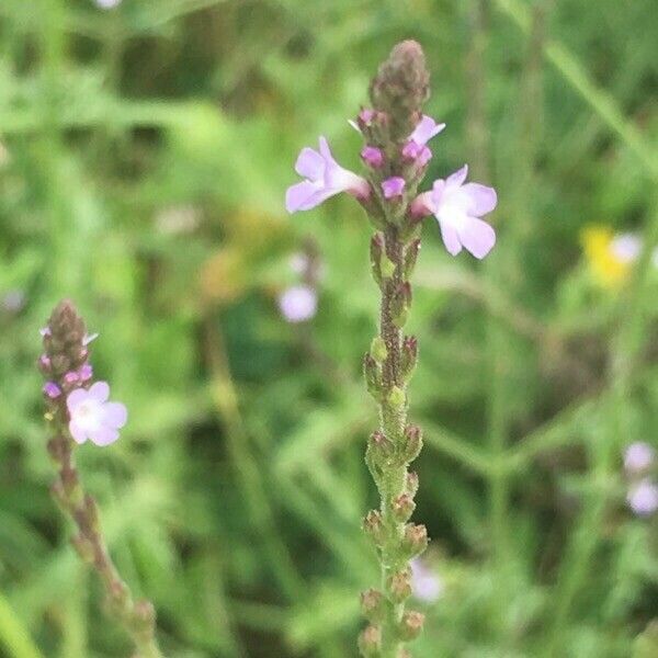 Verbena officinalis Flors