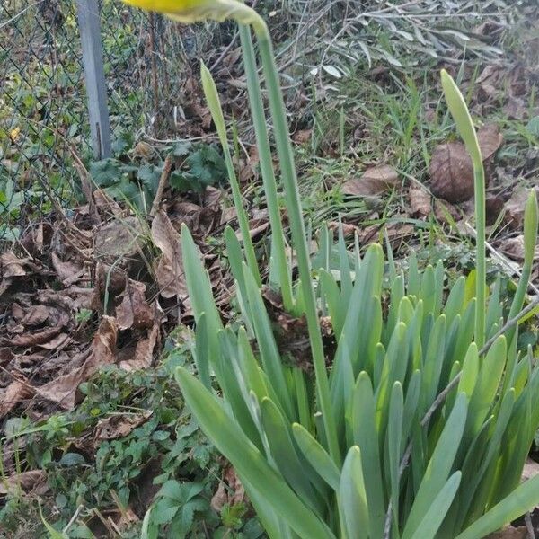 Narcissus pseudonarcissus List