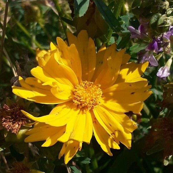 Coreopsis lanceolata ফুল