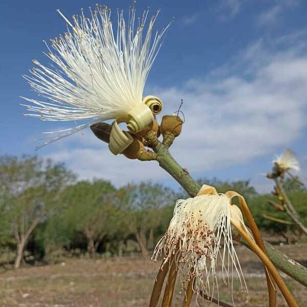 Pseudobombax ellipticum Цвят