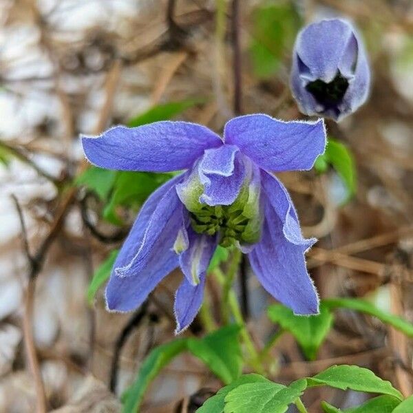 Clematis alpina Кветка