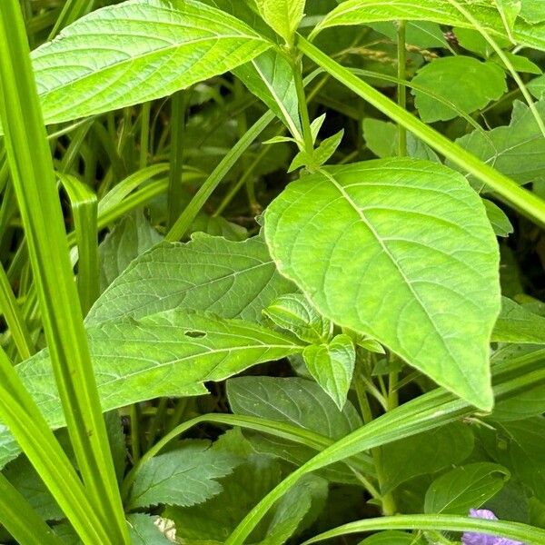 Ruellia strepens ᱥᱟᱠᱟᱢ