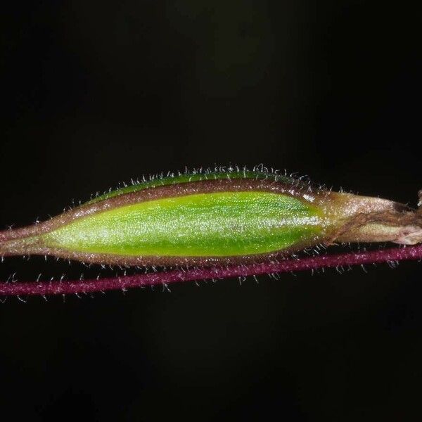 Caladenia catenata Плод