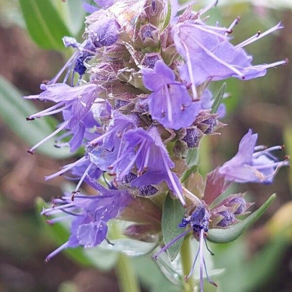 Hyssopus officinalis ᱵᱟᱦᱟ