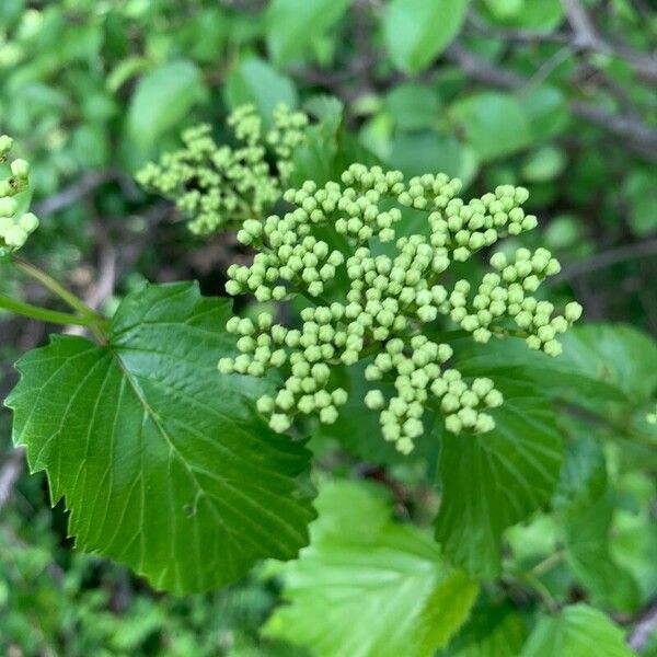 Viburnum dentatum Flower