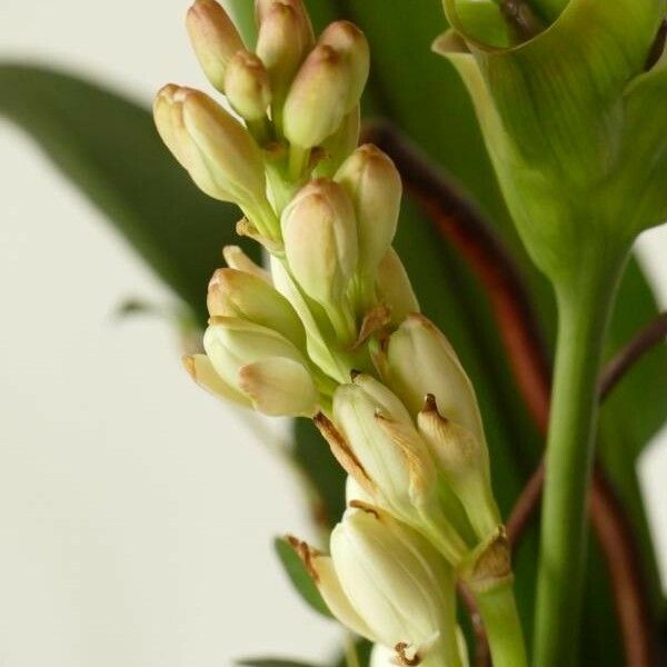 Agave amica Flower