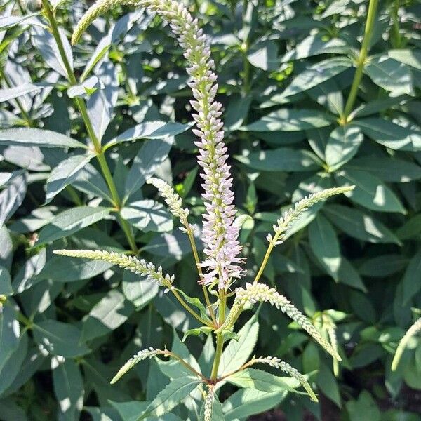 Veronicastrum virginicum Flower